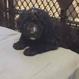 Mazie - Black and white female Bernedoodle puppy in Coventry, Rhode Island from Greene Tree Bernadoodle