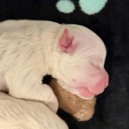 Boo bear - White and buff male Bichon Frise puppy in Lavon, Texas from Sissy’s Heavenly Paws