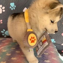 Siberian Husky Puppies from Canace Siberians