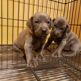 Weimaraner Puppies from LAAT Weims