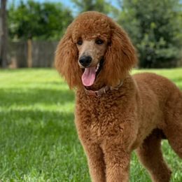 Goldendoodles and Poodles from Glamorous Poodles of Tampa