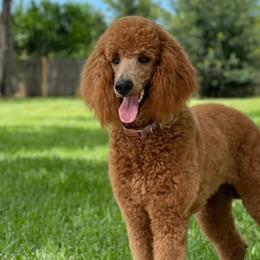 Goldendoodles and Poodles from Glamorous Poodles of Tampa