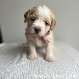 Misty - Caramel female Australian Labradoodle puppy in Belding, Michigan from Rutu Australian Labradoodles