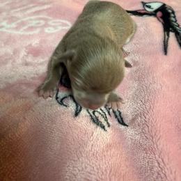 One - Silver female Chihuahua puppy in Charlotte, North Carolina from Lawinski’s Chihuahua World