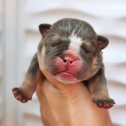 Bulldog Puppies from Badger Canyon bulldogs