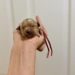 Light pink collar, girl - Apricot female Goldendoodle puppy in Dupont, Washington from Willow Tree Doodles