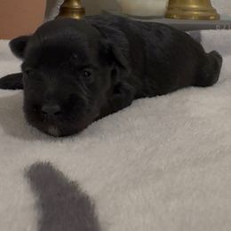 Girl 1 - Black female Miniature Schnauzer puppy in Seagoville, Texas from JC miniature schnauzers