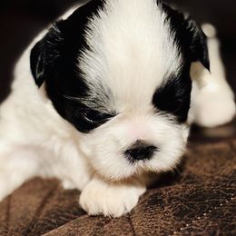 Bandit - Black and white male Shih Tzu puppy in Winston Salem, North Carolina from Jay&Ray Shih Tzu’s