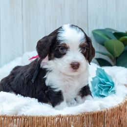 Bernedoodle and Cavapoo Puppies from Positively Doodles