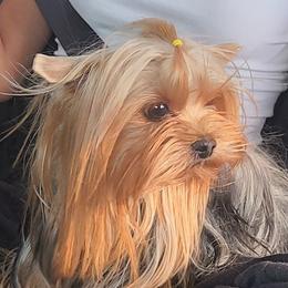 Eppy - Yorkshire Terrier