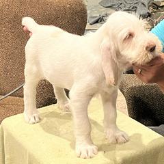 "Puppy Girl" Spinone Italiano Puppies from Boe Dogs