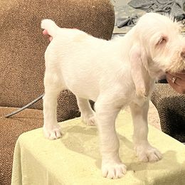 "Puppy Girl" Spinone Italiano Puppies from Boe Dogs