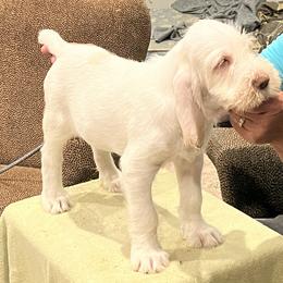 "Puppy Girl" Spinone Italiano Puppies from Boe Dogs