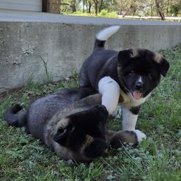 Akita puppies from Folklore Akitas