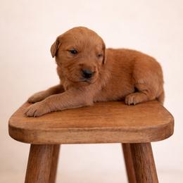 Blue Color Puppy - Dark golden male Golden Retriever puppy in Loma Rica, California from BloomingPuppies