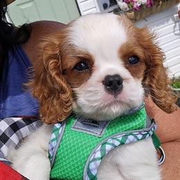 Ollie - Blenheim male Cavalier King Charles Spaniel puppy in Marshfield, Missouri from Puppyloversplace
