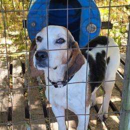 Beagles from Curtis's Beagles
