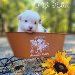 High Roller - Gray and white male American Corgi puppy in Cameron, North Carolina from Butts Family Corgis