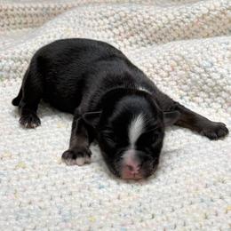 Girl 1 - female Miniature Australian Shepherd puppy in Covington, Pennsylvania from Rigas Mini Aussies LLC