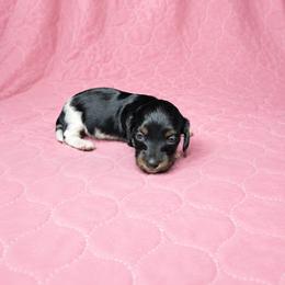 Jessi - Piebald female Dachshund puppy in Richmond, Virginia from Paw Prints