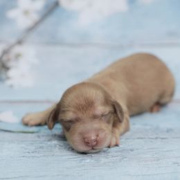 LEGEND - AKC Choco Base Cream - Cream male Dachshund puppy in Graceville, Florida from Misty's 101 Doxies