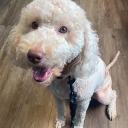 Josie - Goldendoodle