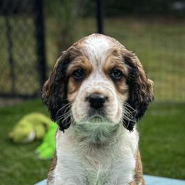 English Springer Spaniel Puppies from Butterfield Trail Farm