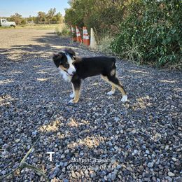 Tim - Black tri male Miniature Australian Shepherd puppy in Snowflake, Arizona from Halfpint Aussies