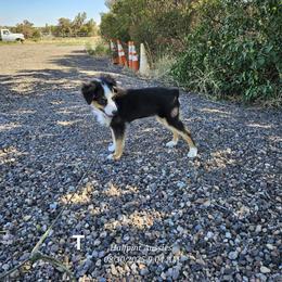 Tim - Black tri male Miniature Australian Shepherd puppy in Snowflake, Arizona from Halfpint Aussies