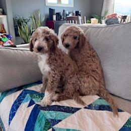 Goldendoodle Puppies from Hannah Mae Doodles