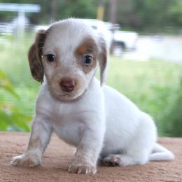 Mavis Purebred DNA Tested Parents Health Certified Family Raised - Dapple female Dachshund puppy in Haines City, Florida from Divine Poodle Paradise Standard Poodles & Divine Dachshunds