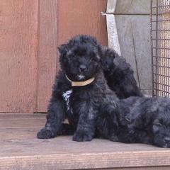 Bouvier des Flandres Puppies from Tomten Bouviers