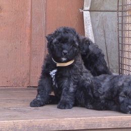 Bouvier des Flandres Puppies from Tomten Bouviers