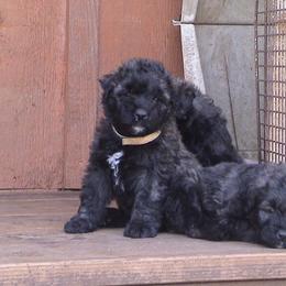 Bouvier des Flandres Puppies from Tomten Bouviers
