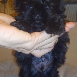 Shih Tzus from So Cal Shih Tzu