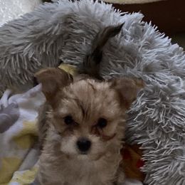 Maltese and Yorkshire Terrier All Grown Up from Lynn’s Precious Pups