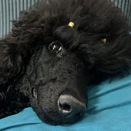 Poodles from Domara Standard Poodles