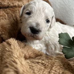 Goldendoodle Puppies from Denim & Doodles