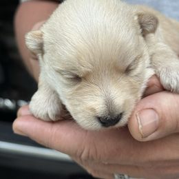 Boy1 - Wheaten male Scottish Terrier puppy in Lancing, Tennessee from Pilot Mtn Scottie’s