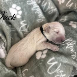 Jack - Light golden male Golden Retriever puppy in Los Osos, California from Wise Goldens