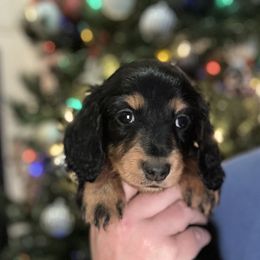 Dancer - Black and tan female Dachshund puppy in Mascot, Tennessee from Magnolia Pearl Dachshunds