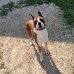 Floyd - Boxer