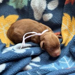 Bullseye - Red  male Goldendoodle puppy in Wharton, Texas from Little Fur Friends