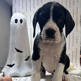 Dolche - Mantle female Great Dane puppy in Liberty, New York from Catskills Greatest Danes