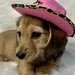 Dachshunds from Fink Dachshund Farm - Central Arkansas