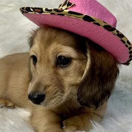 Dachshunds from Fink Dachshund Farm - Central Arkansas