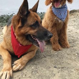 Goldendoodle Puppies from J+A Family Doodles