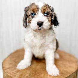 Marilla - Blue merle female Aussiedoodle puppy in Arlington, Washington from Doodle Love Laugh