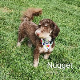 Nugs - Bernedoodle