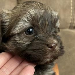 Havanese puppies from Teresa’s Fur Babies